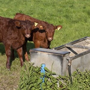 Domestic Cattle, Aberdeen Angus calves, standing at water trough in pasture, England, may
