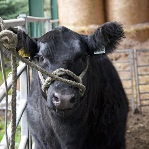 Domestic Cattle, Aberdeen Angus heifer, halter training by being tied to gate, Perth, Perthshire, Scotland, november