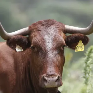 Vida Silvestre Ganadera Doméstica, Vida Silvestre de Bueyes andaluces con etiquetas en orejas - España Vida Silvestre Ganadera Doméstica, Vida Silvestre de Bueyes andaluces con etiquetas en orejas - España