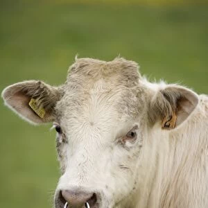 Domestic Cattle, beef bull calf, close-up of head, with ring through nose, Mainland, Orkney, Scotland, june
