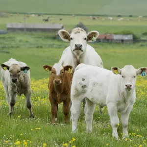 Domestic Cattle, beef cow with three calves, standing in pasture with flowering buttercups, Mainland, Orkney, Scotland, june Domestic Cattle, beef cow with three calves, standing in pasture with flowering buttercups, Mainland, Orkney, Scotland, june