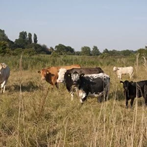 Domestic Cattle, beef cows and calves, grazing on marshland pasture, Belton Marshes, near St