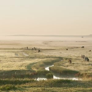 Domestic Cattle, beef crossbreed cows and calves, on coastal grazing marsh habitat at sunrise