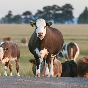 Domestic Cattle, beef crossbreed cows and calves, with ear and neck identification tags
