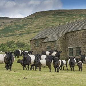 Domestic Cattle, Belted Galloway, bull, cows and calves, herd standing in pasture beside stone field barn, Edale