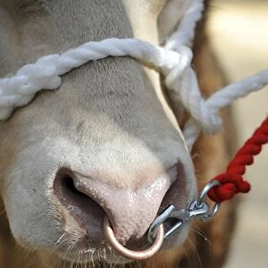 Domestic Cattle, Blonde d Aquitaine bull, close-up of nose with ring and halter, being sold at market, England