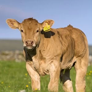 Domestic Cattle, Blonde d Aquitaine, calf, standing on upland pasture, Cumbria, England, June