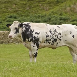 Domestic Cattle, British Blue, heifer, standing in pasture, Dunsop Bridge, Lancashire, England, august