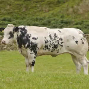 Vida de Ganado Doméstico Británico Azul hembra en pasto sobre el puente de Dunsmore Vida de Ganado Doméstico Británico Azul hembra en pasto sobre el puente de Dunsmore