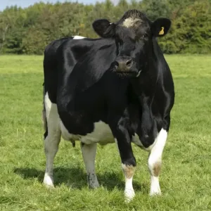 Domestic Cattle, British Friesian, cow, standing in pasture, Staffordshire, England, september Domestic Cattle, British Friesian, cow, standing in pasture, Staffordshire, England, september