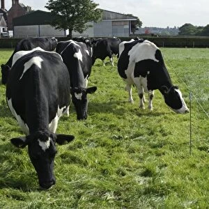 Domestic Cattle, British Friesian, cows, herd strip grazing pasture, Staffordshire, England, september