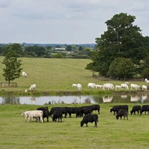 Domestic Cattle, Charolais and Aberdeen Angus beef herd, grazing in pasture at edge of lake, Middle Claydon, Buckinghamshire, England, august