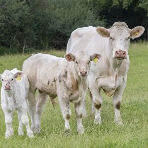 Domestic Cattle, Charolais cow and calves, standing in pasture, Stockport, Cheshire, England, August