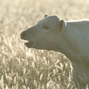 Domestic Cattle, Charolais cross calf, calling, backlit in long flowering grass, Kent, England, summer