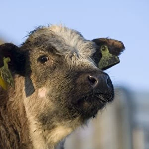 Domestic Cattle, crossbreed beef calf, close-up of head, with ear tags, England, february