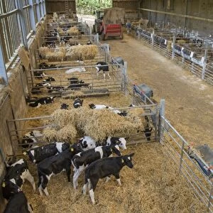 Domestic Cattle, dairy calves, in straw pens inside shed, Whitewell, Lancashire, England, October