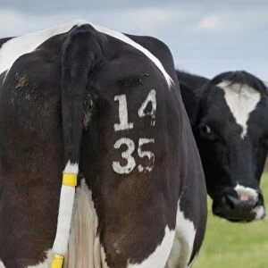 Domestic Cattle, dairy cow, with identification number freeze branded on rear and tags on tail, Cumbria, England, June