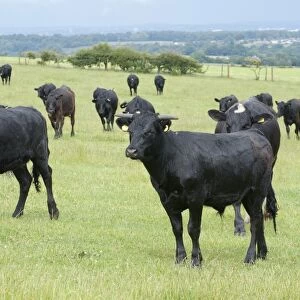 Domestic Cattle, Dexter beef herd, standing in pasture, Bradford, West Yorkshire, England, july