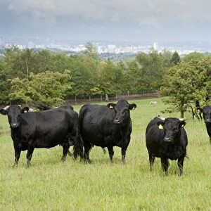 Domestic Cattle, Dexter beef herd, standing in pasture, with city in distance, Bradford, West Yorkshire, England, july