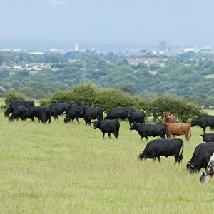 Domestic Cattle, Dexter, British Blue and Aberdeen Angus beef herd, grazing in pasture, with city in distance, Bradford, West Yorkshire, England, july