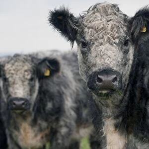 Domestic Cattle, Galloway x Whitebred Shorthorn blue-grey heifers, close-up of heads, standing in upland pasture, England, october