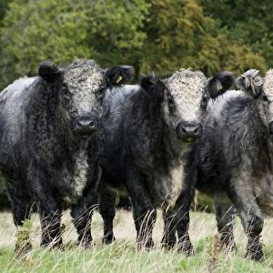 Domestic Cattle, Galloway x Whitebred Shorthorn blue-grey steers, standing in upland pasture, England, october
