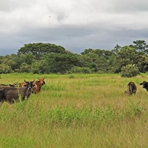 Domestic Cattle, herd standing in lush field, with Barn Swallows (Hirundo rustica erythrogaster) in flight
