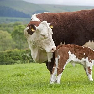 Domestic Cattle, Hereford cow with newborn calf, suckling, standing in pasture, Cumbria, England, May