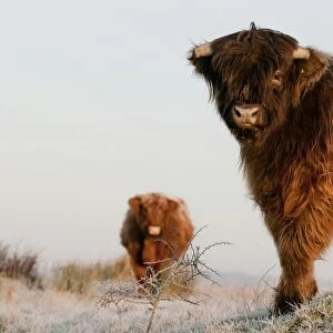 Domestic Cattle, Highland Cattle, calf and cow, standing on frost covered grazing marsh at dawn