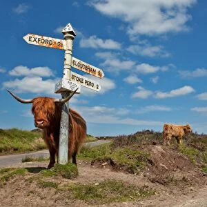 Domestic Cattle, Highland Cattle, cow and calf, standing beside direction signpost, Porlock Post Junction, Exmoor