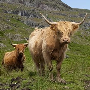 Domestic Cattle, Highland Cattle, cows and calf, standing on fell, Lake District, Cumbria, England, july