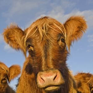 Domestic Cattle, Highland Cattle crossbreed calves, herd used for habitat management on nature reserve, Peak District