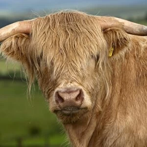 Domestic Cattle, Highland Cattle, yearling steer, close-up of head, in upland pasture, England, july
