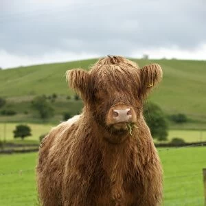 Domestic Cattle, Highland Cattle, yearling steer, with wet coat, grazing in upland pasture, England, july