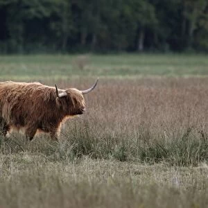 Domestic Cattle, Highland cow, used for conservation grazing management on wetland reserve
