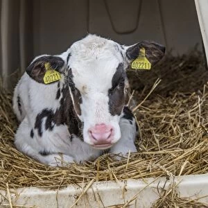 Domestic Cattle, Holstein, calf, resting on straw bedding in calf hutch, Preston, Lancashire, England, March