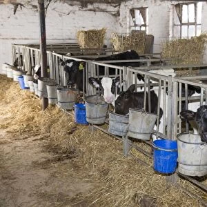 Domestic Cattle, Holstein, calves, standing in calf pens on dairy farm, Cheshire, England, February