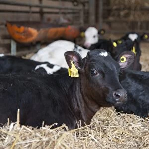 Domestic Cattle, Holstein calves, resting in straw yard, Mold, Flintshire, North Wales, December