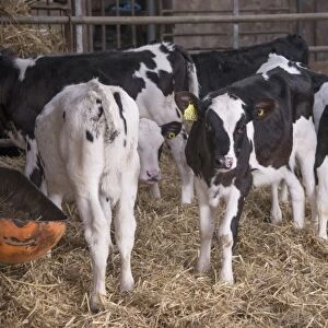 Domestic Cattle, Holstein calves, standing in straw yard, Mold, Flintshire, North Wales, December