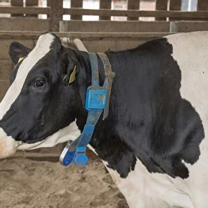 Domestic Cattle, Holstein cow, close-up of head, with neck collar and transponder, in cubicle house, Cheshire, England