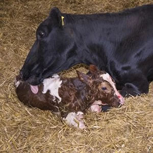 Domestic Cattle, Holstein cow licking newly born Red Holstein bull calf, in straw calving yard, Cheshire, England, May