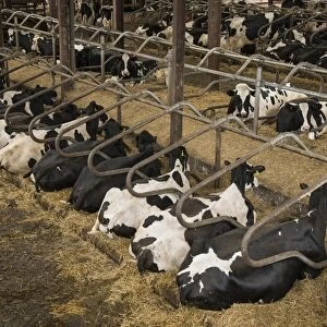 Domestic Cattle, Holstein cows, herd resting in cubicle house on farm, Preston, Lancashire, England, July