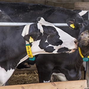 Domestic Cattle, Holstein cows, with radio identification collars, feeding on total mixed ration at feed barrier