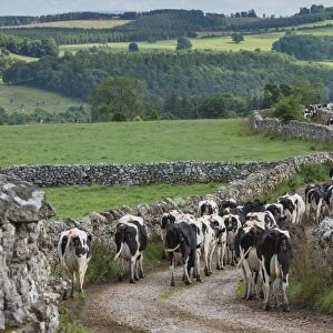Domestic Cattle, Holstein dairy cows, herd coming in for milking, walking along track beside drystone walls, Penrith