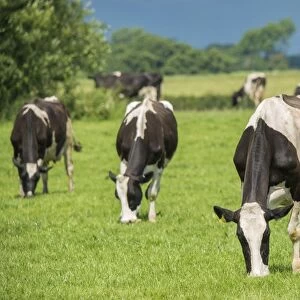 Domestic Cattle, Holstein dairy cows, herd grazing in pasture, near Bashall Eaves, Clitheroe, Lancashire, England, July