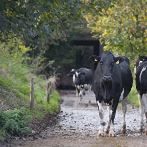 Domestic Cattle, Holstein dairy cows, coming in along track for day milking, Staffordshire, England, November