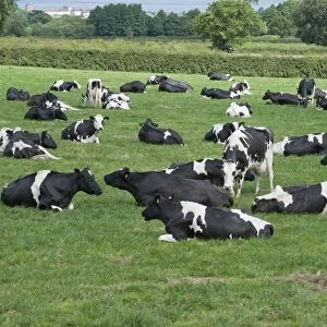 Domestic Cattle, Holstein dairy cows, herd grazing and resting in pasture, Flintshire, North Wales, july