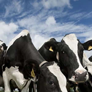 Domestic Cattle, Holstein dairy cows, herd standing in pasture, Cumbria, England, may