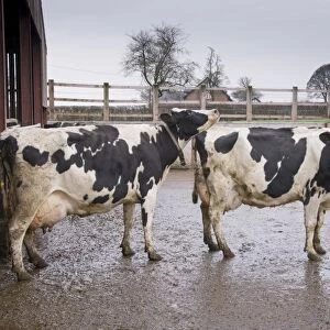Domestic Cattle, Holstein dairy cows, showing signs of being on heat outside cubicle house, Cheshire, England, January