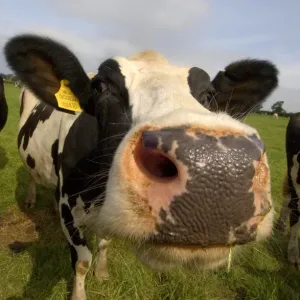 Domestic Cattle, Holstein Friesian cow, close-up of head, England Domestic Cattle, Holstein Friesian cow, close-up of head, England